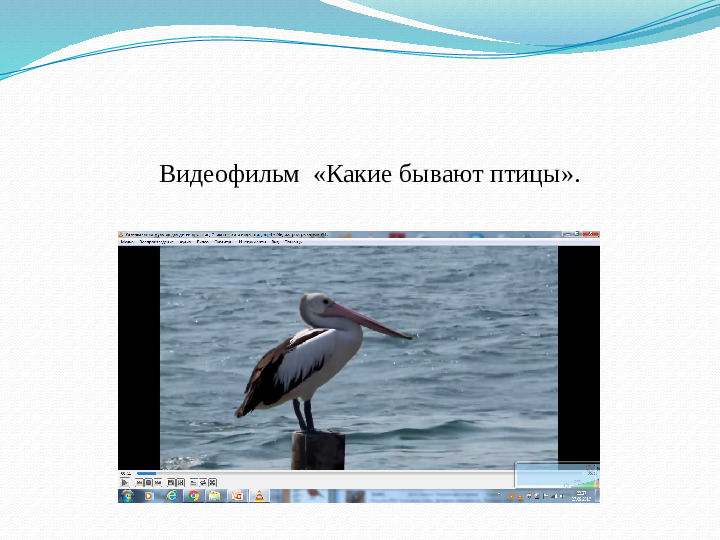 Презентация занятия "Такие разные птицы".