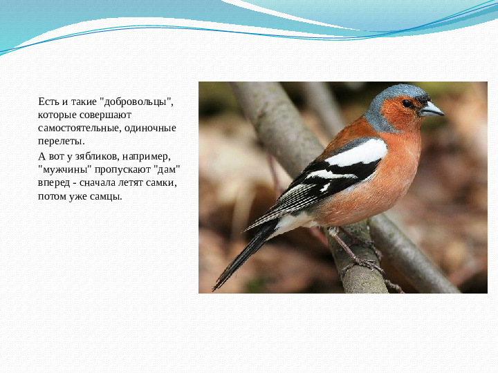 Презентация занятия "Такие разные птицы".
