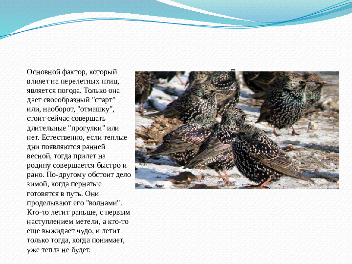 Презентация занятия "Такие разные птицы".