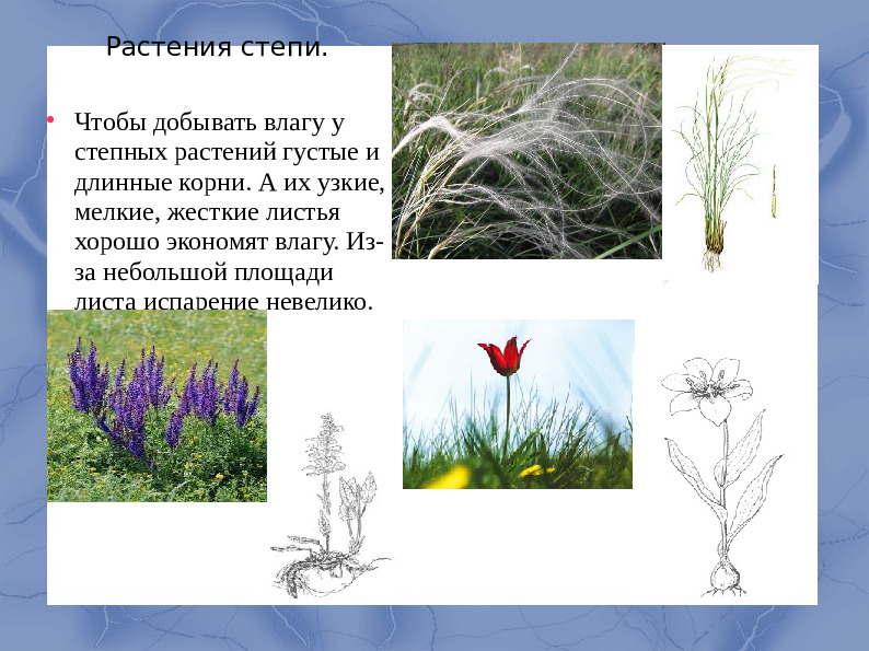 Засушливые зоны умеренного пояса.