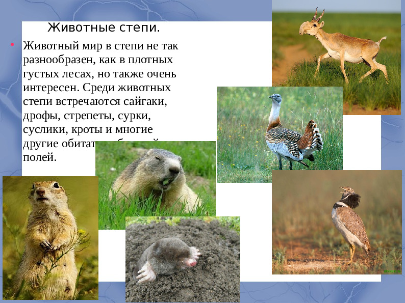 Засушливые зоны умеренного пояса.