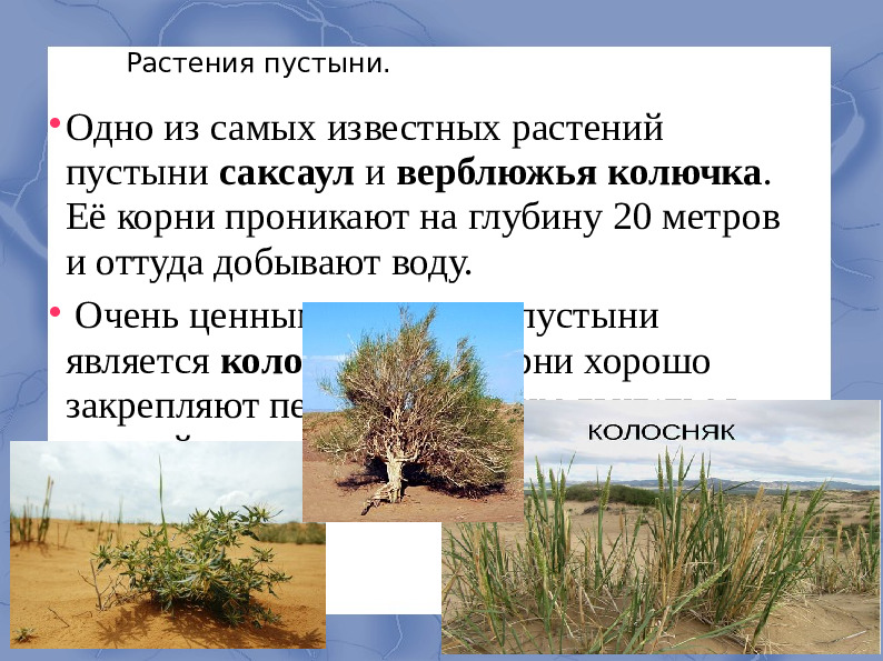 Засушливые зоны умеренного пояса.