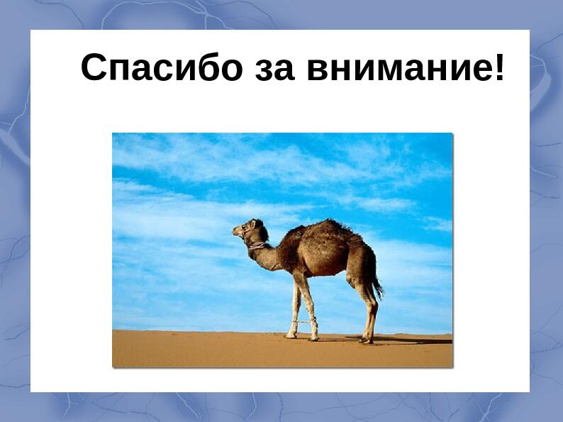 Засушливые зоны умеренного пояса.