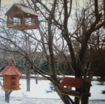 Picture 45