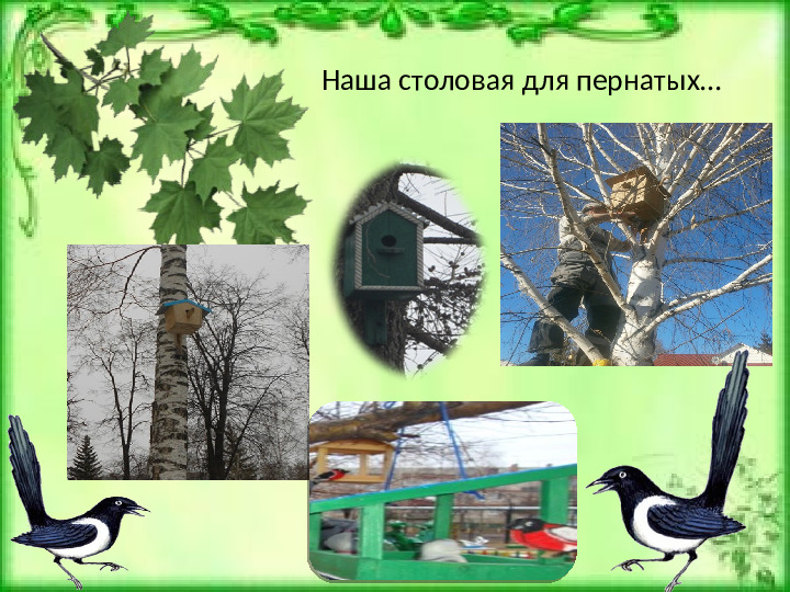 Проeкт: "Птицы наши друзья"