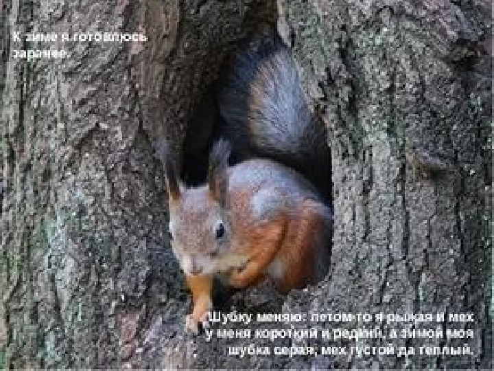 Презентация по окружающему миру. Средняя группа.