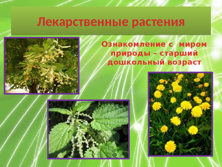Презентация по ознакомлению с миром природы "Лекарственные растения"