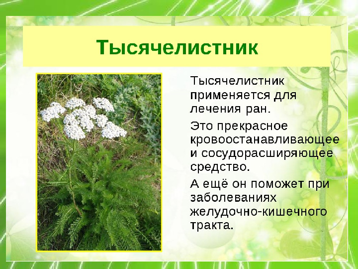 Презентация по ознакомлению с миром природы "Лекарственные растения"