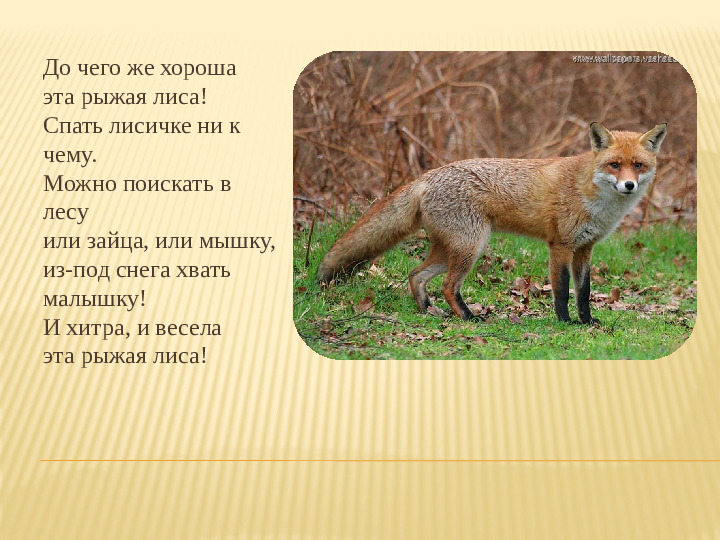Презентация по окружающему миру "Как животные к зиме готовятся"