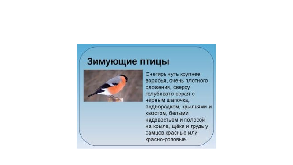 Презентация : "Зимующие птицы"