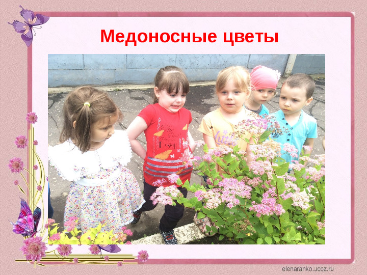 Проектная деятельность с детьми среднего дошкольного возраста на тему: "Цветочный калейдоскоп"