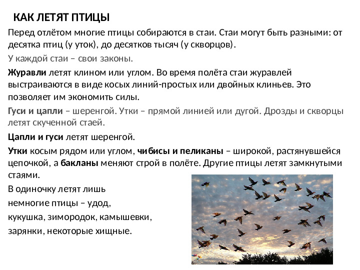 Презентация к году экологии "Птицы осенью"
