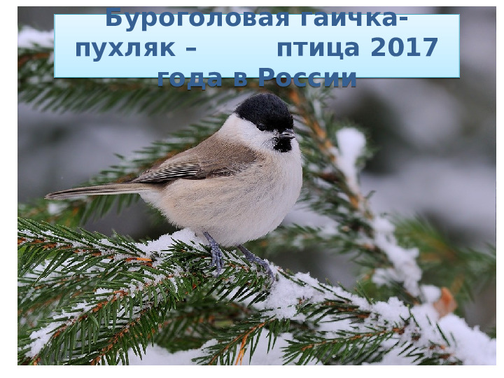 Буроголовая гаичка-пухляк – птица 2017 года в России