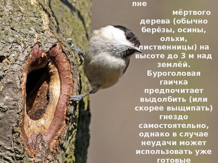 Буроголовая гаичка-пухляк – птица 2017 года в России
