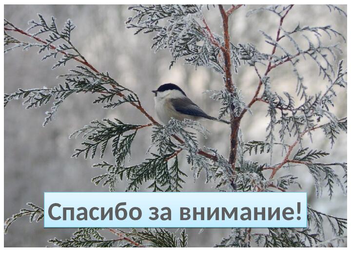 Буроголовая гаичка-пухляк – птица 2017 года в России