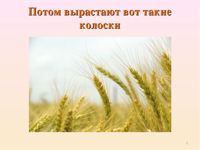 Презентация для детей. Откуда хлеб пришёл?
