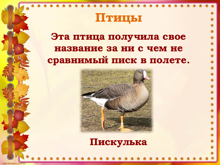 Викторина "Животные и птицы Костромской области" (по страницам Красной книги)