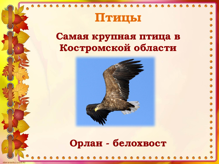 Викторина "Животные и птицы Костромской области" (по страницам Красной книги)