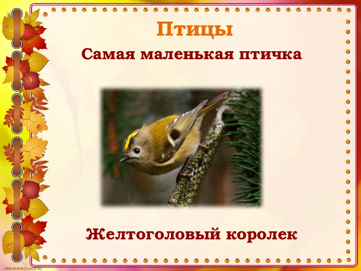 Викторина "Животные и птицы Костромской области" (по страницам Красной книги)