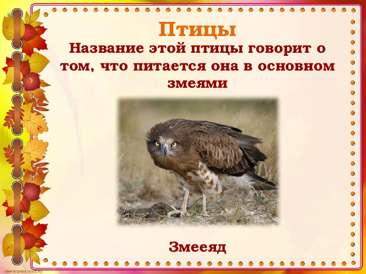 Викторина "Животные и птицы Костромской области" (по страницам Красной книги)