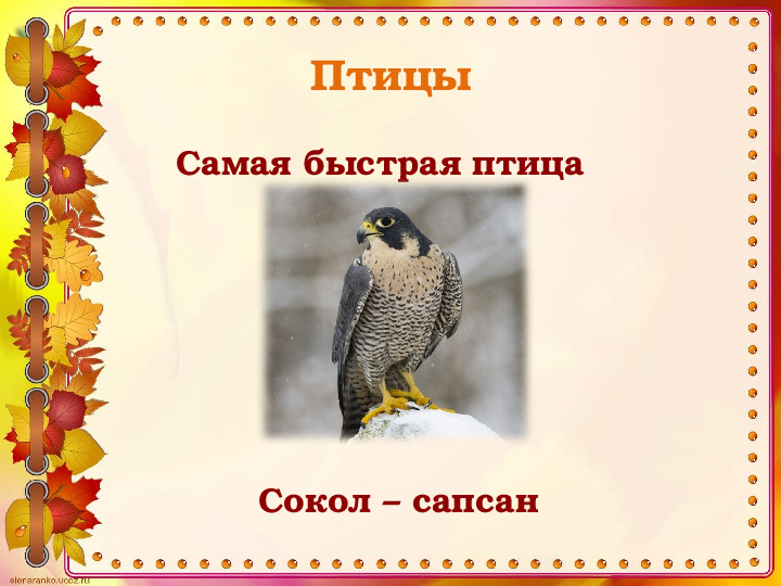 Викторина "Животные и птицы Костромской области" (по страницам Красной книги)