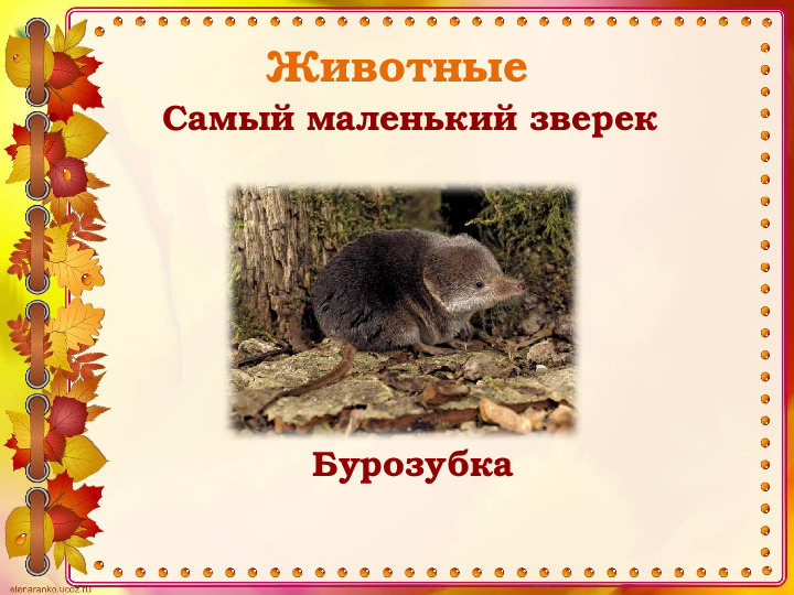 Викторина "Животные и птицы Костромской области" (по страницам Красной книги)