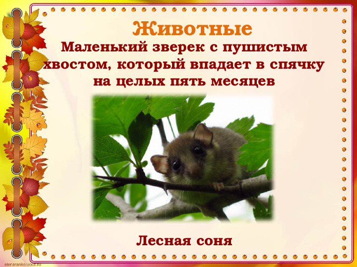 Викторина "Животные и птицы Костромской области" (по страницам Красной книги)
