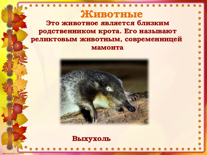 Викторина "Животные и птицы Костромской области" (по страницам Красной книги)