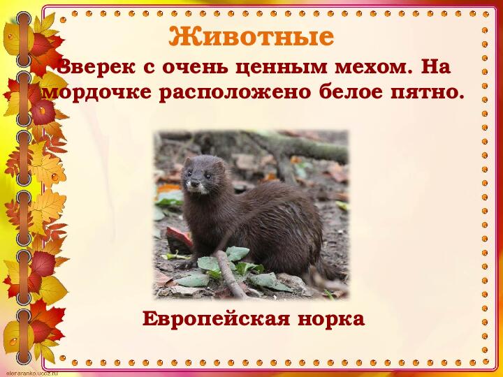 Викторина "Животные и птицы Костромской области" (по страницам Красной книги)