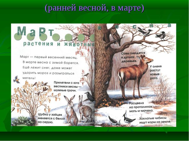 Знатоки природы! Презентация к викторине