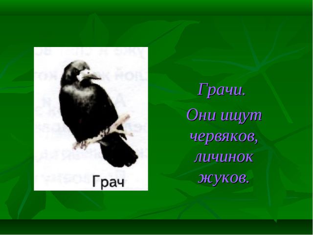 Знатоки природы! Презентация к викторине