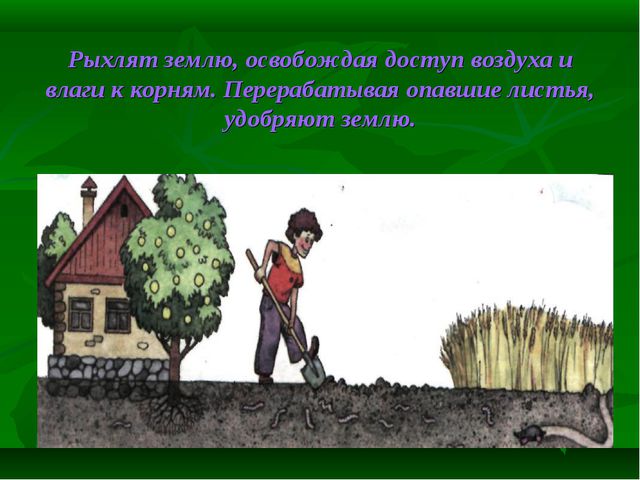 Знатоки природы! Презентация к викторине