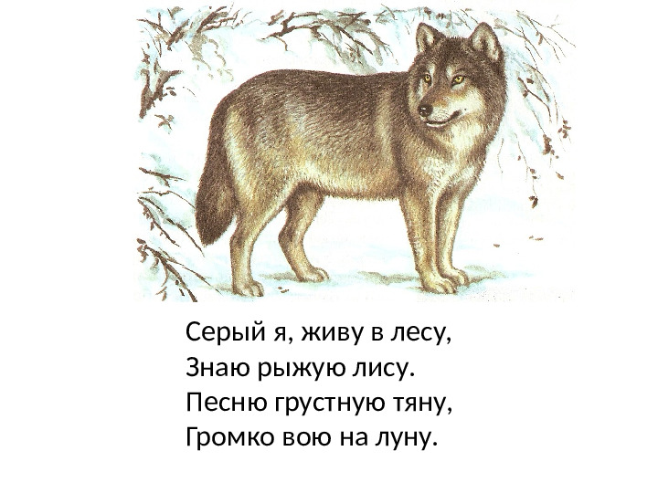 Презентация к занятию Дикие животные