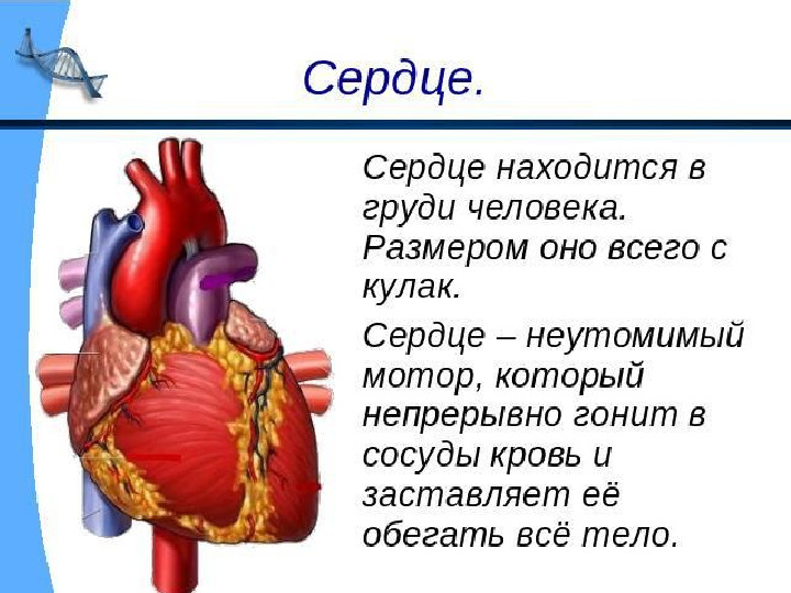 Презентация по валеологии "Внутреннее строение человека"