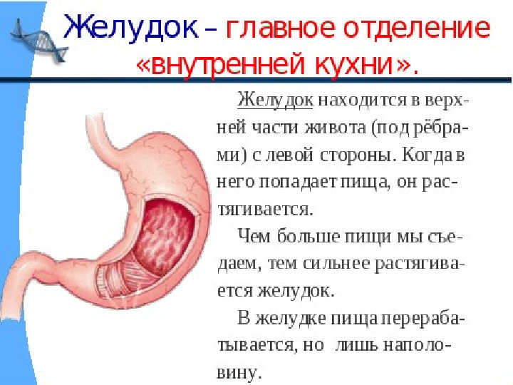 Презентация по валеологии "Внутреннее строение человека"