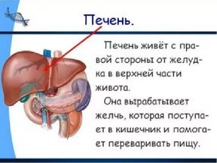 Презентация по валеологии "Внутреннее строение человека"