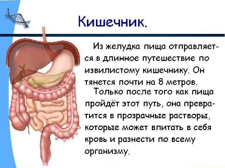 Презентация по валеологии "Внутреннее строение человека"