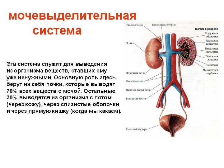 Презентация по валеологии "Внутреннее строение человека"