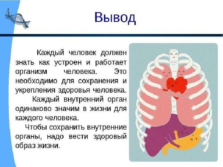 Презентация по валеологии "Внутреннее строение человека"