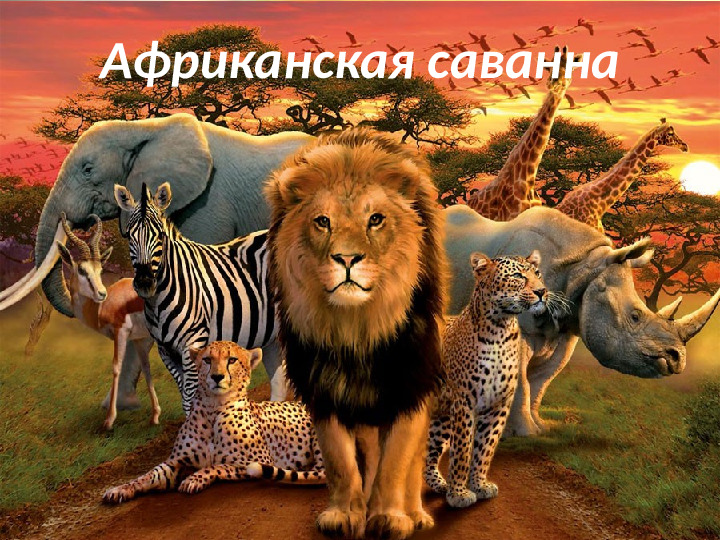 Презентация по окружающему миру для подготовительной группы "Африканская саванна"