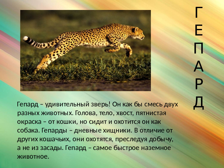 Презентация по окружающему миру для подготовительной группы "Африканская саванна"