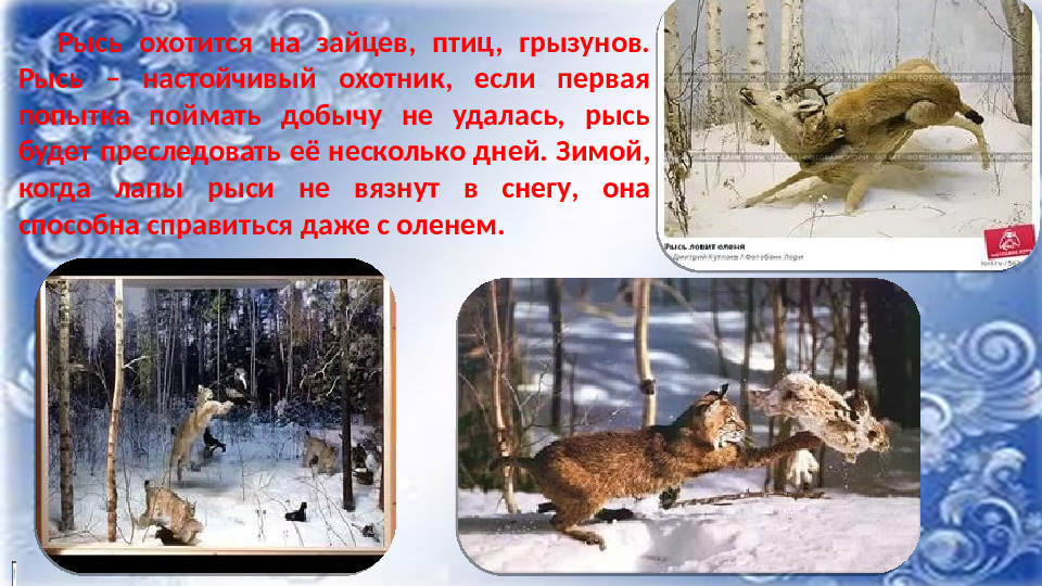 Презентация к НОД по ФНЭП "Прогулка по зимнему лесу"
