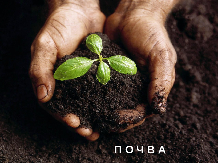 Презентация: "Почва и ее подземные жители"