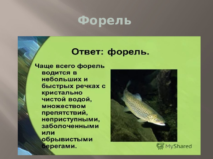 Презентация к НОД по познавательному развитию "Природа родного края"