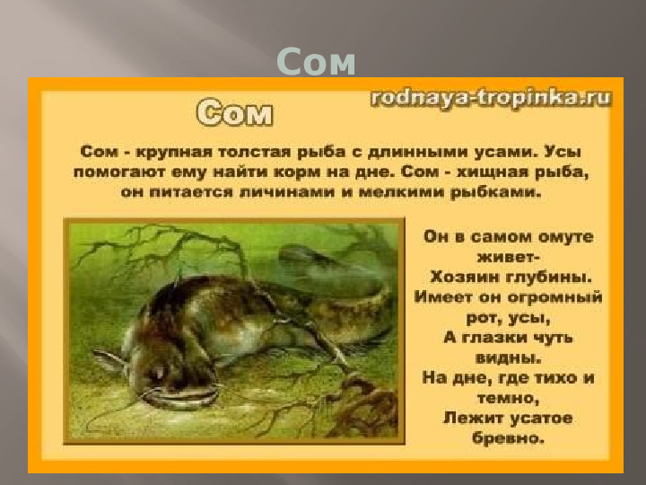 Презентация к НОД по познавательному развитию "Природа родного края"