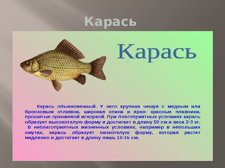 Презентация к НОД по познавательному развитию "Природа родного края"