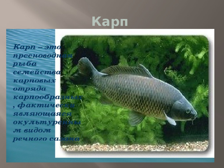 Презентация к НОД по познавательному развитию "Природа родного края"