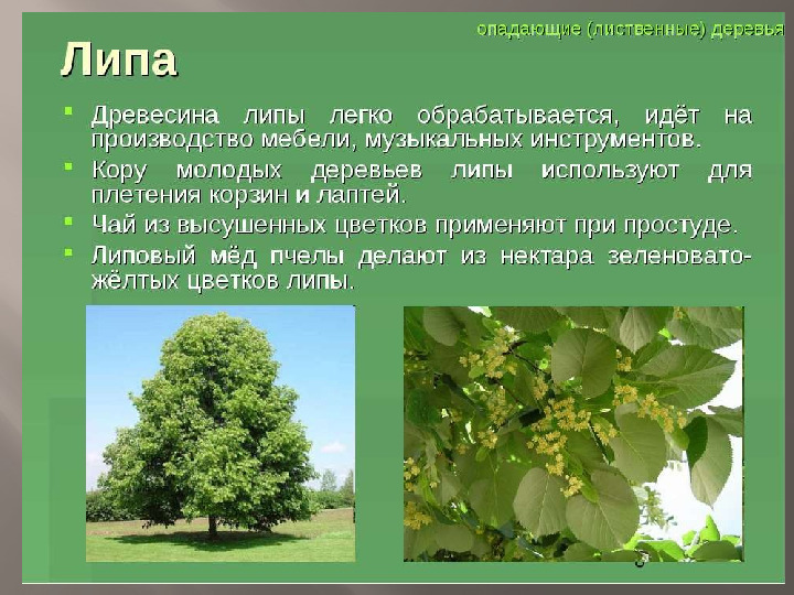 Презентация к НОД по познавательному развитию "Природа родного края"