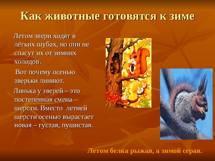 ПРЕЗЕНТАЦИЯ по ознакомлению с окружающим миром "Как животные готовятся к зиме"