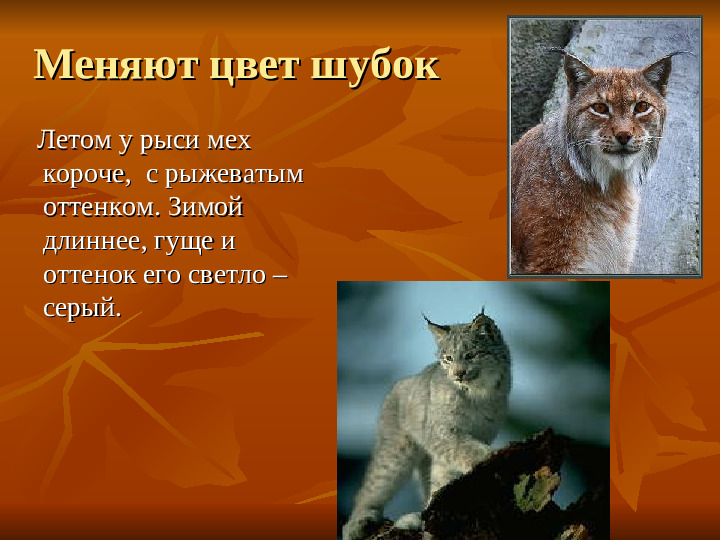 ПРЕЗЕНТАЦИЯ по ознакомлению с окружающим миром "Как животные готовятся к зиме"